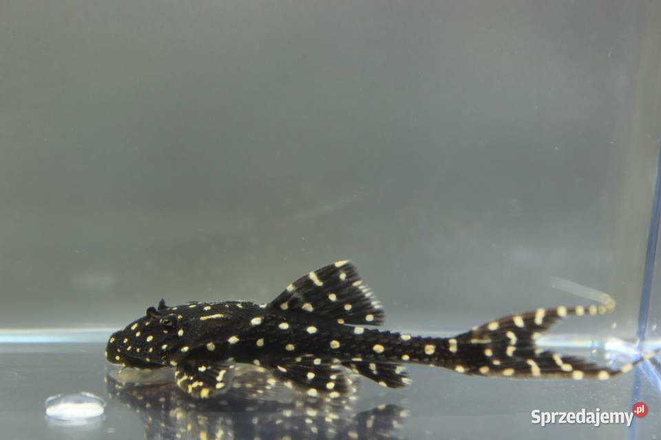 Acanthicus adonis ODŁÓW WF Tarczobok glonojad