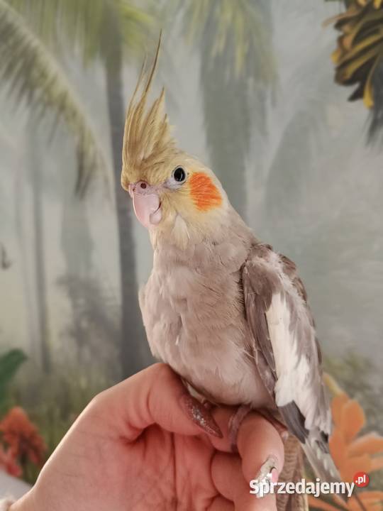 Papuga nimfa ręcznie karmiona oswojona