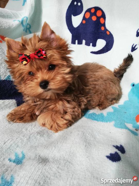 Ocean pearl yorkshire terrier złoty piesek małopolskie Kraków