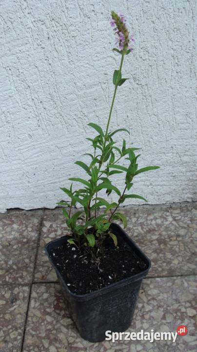 KOCIMIĘTKA PINK CAT RÓŻOWA sadzonki w doniczkach Ustronie