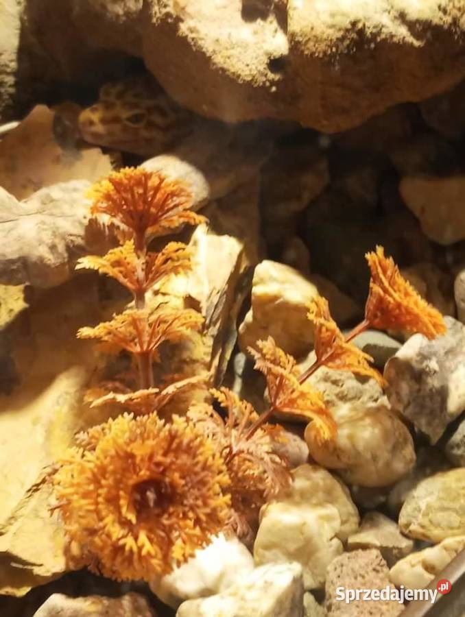 Gekon Lamparci Wałbrzych sprzedam