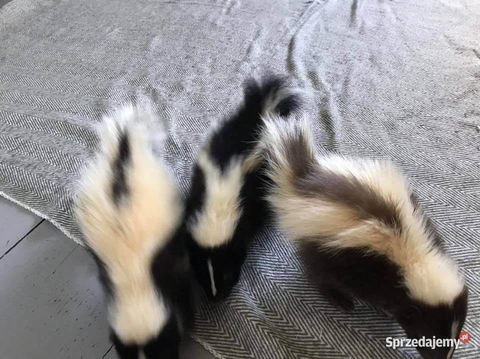 Skunks Skunksy 7 tygodniowe Radom sprzedam