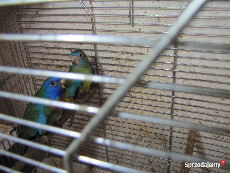 Łąkówki wspaniałe