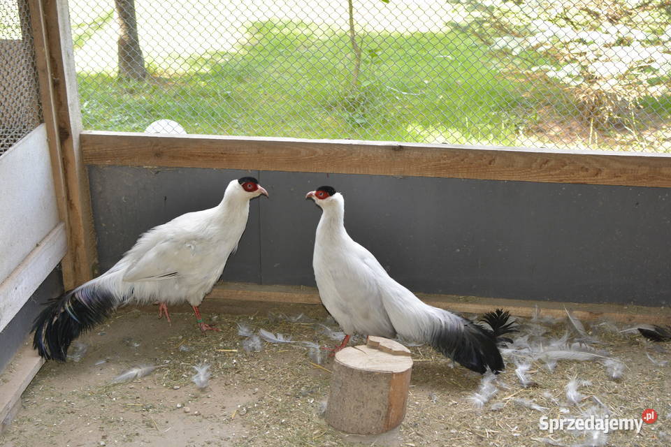 Bażanty uszaki białe Rzeszów