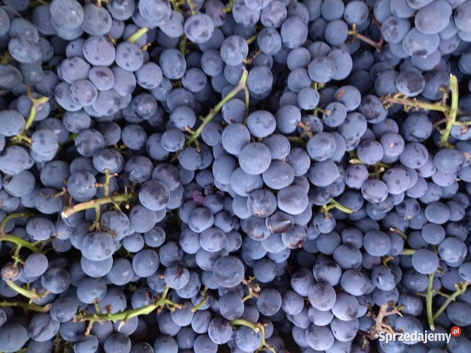 Winogron na soki wino bezpośredniego spożycia dolnośląskie