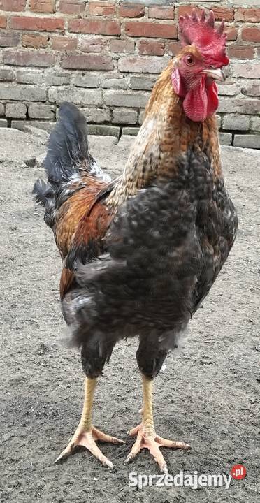 Koguty green shill Nałęczów