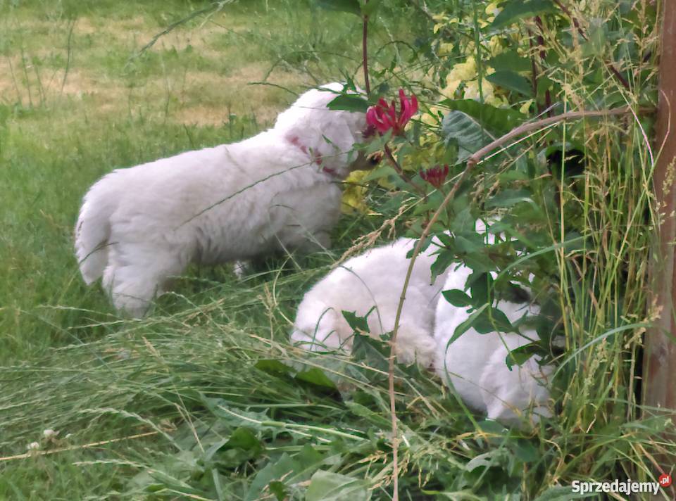 Owczarek podhalański z rodowodem championie