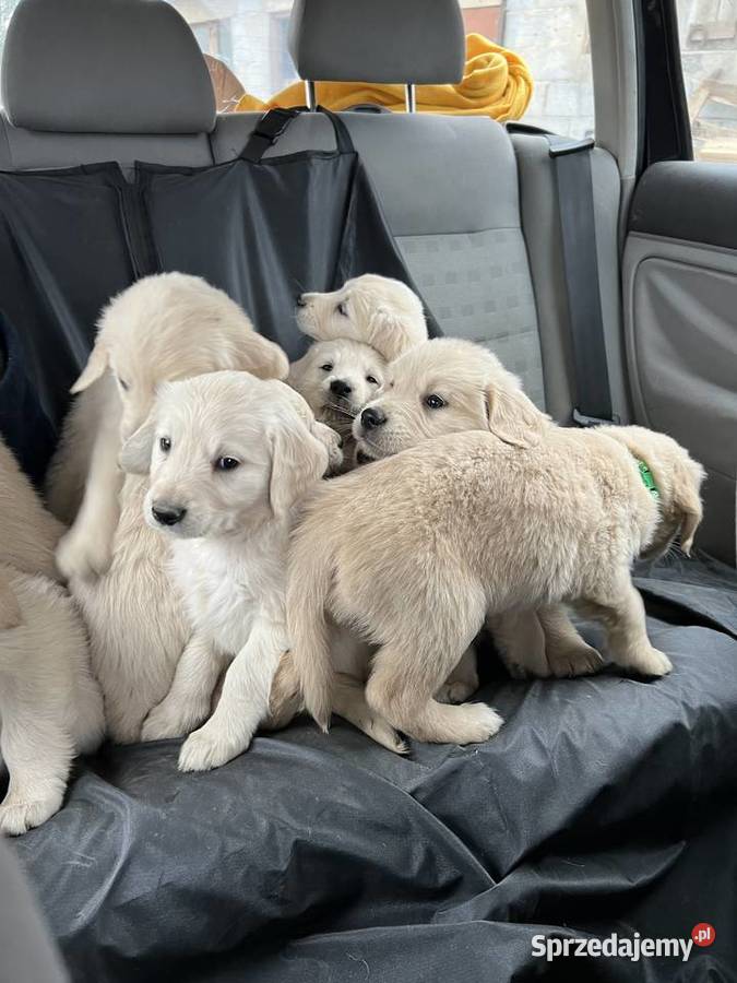 Golden retriever Golden Retriever