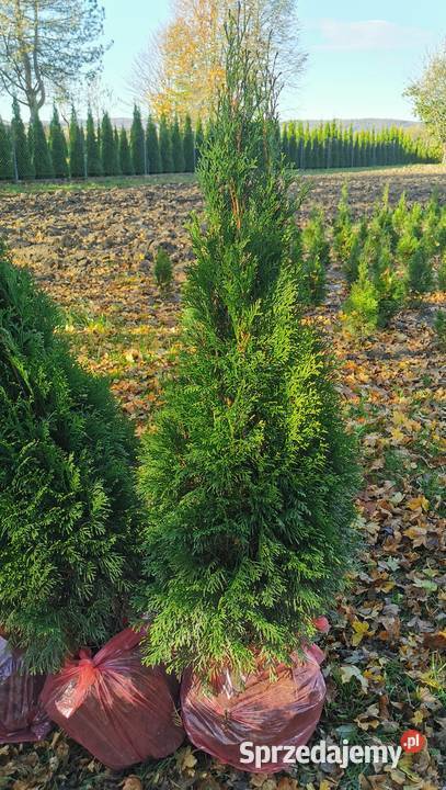Tuje szmaragd 90 130 transport Nowy Sącz