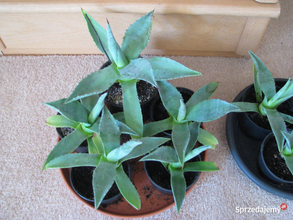 Agawa zdrowe ukorzenione sadzonki do ogrodu Brzegi