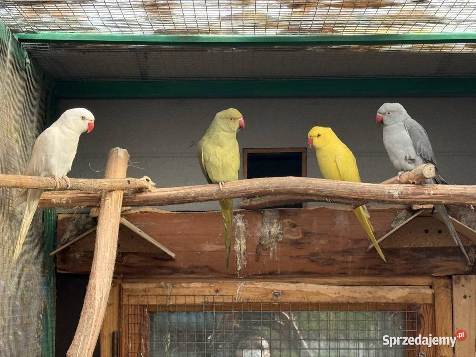 Papugi Aleksandretty obrożne ring neck zielony Księginice Małe