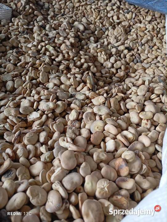 Bób bizon Pozostałe Łętkowice