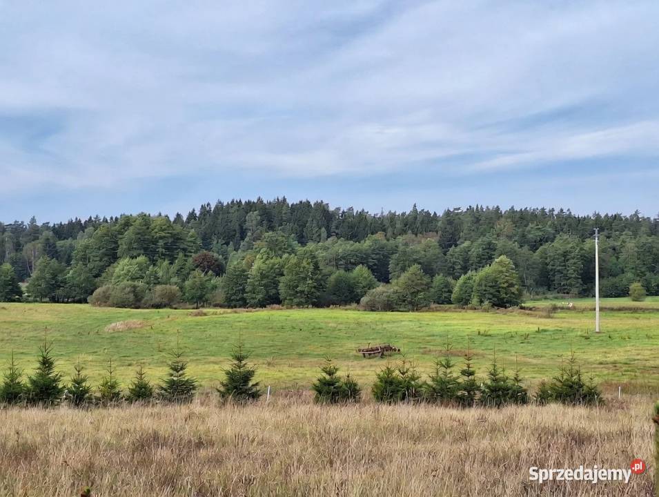 Działka 4000m2 w Szypliszkach asfalt media 40zł/m2 Szypliszki