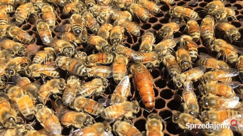 Matki pszczele Buckfast Krainka SEZON 2025 Rolnictwo lubelskie Biłgoraj
