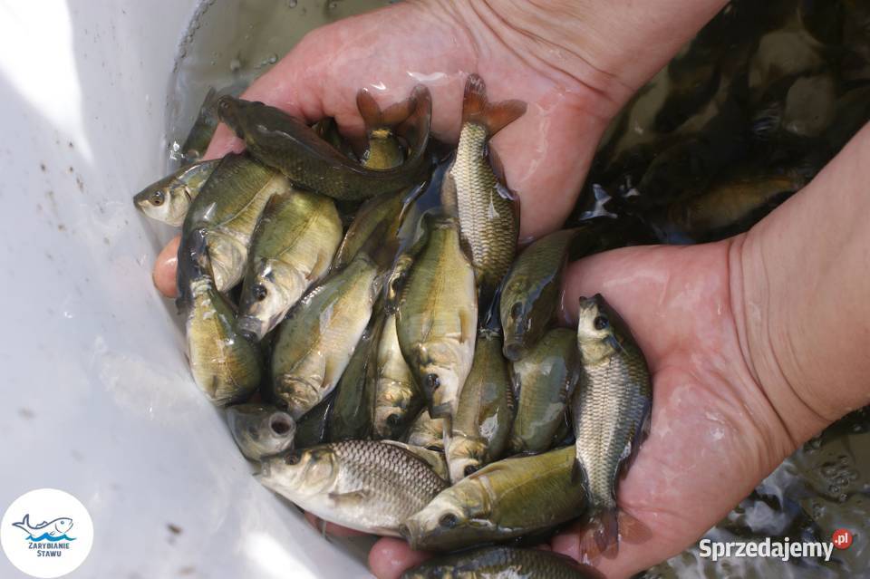 Karp królewski lipcówka Biała Podlaska