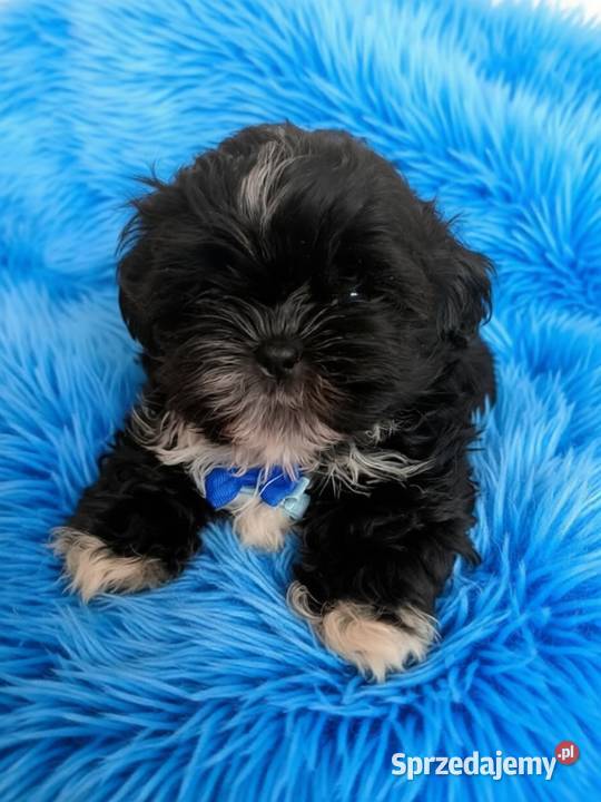 Czarny piesek rasy ShihTzu Kępno