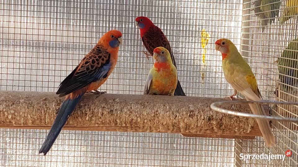 Rozelle królewskie pary lęgowe dorosłe ptaki Czarnocin