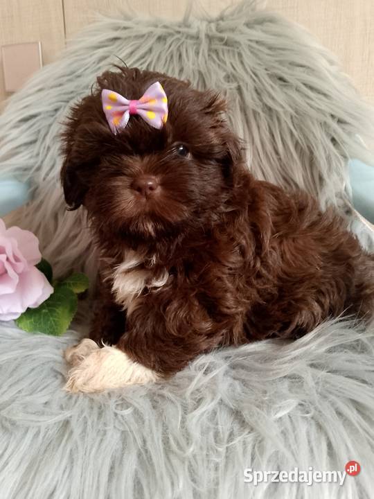 Czekoladowa suczka rasy ShihTzu Namysłów