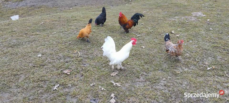 Jajka lęgowe sprzedam