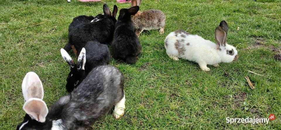Króliki Solec-Zdrój