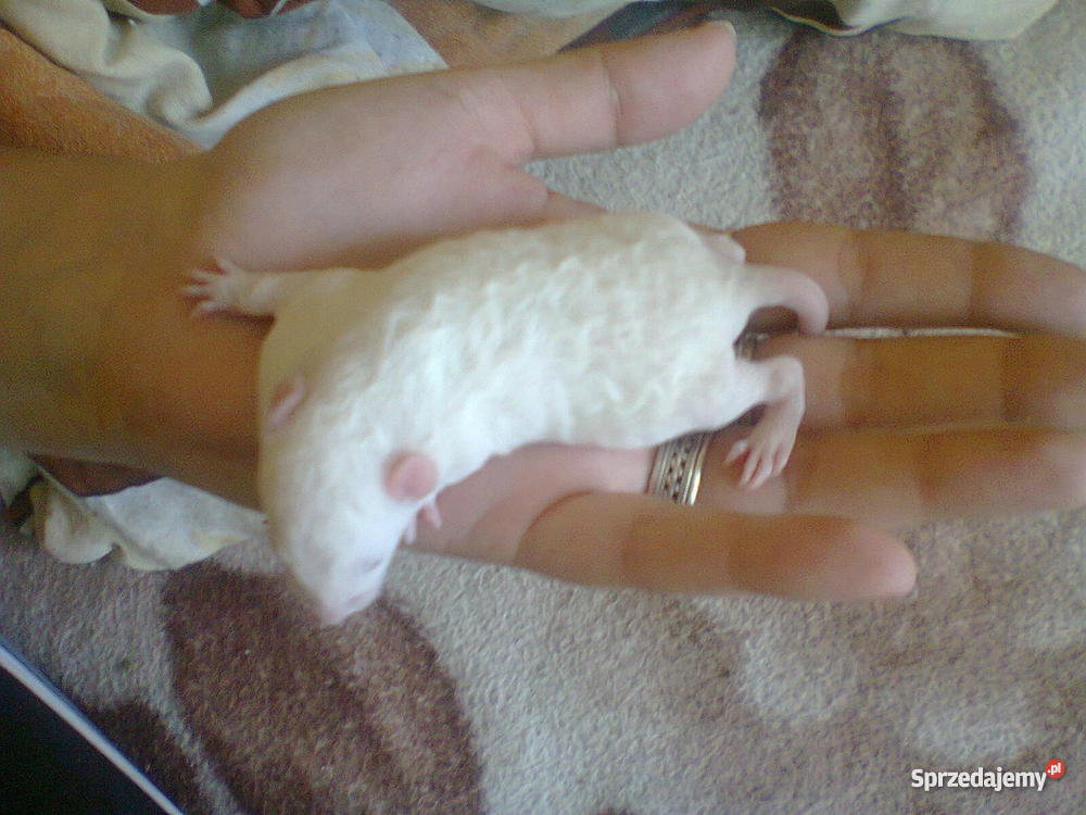 Wielkoszczurki Okazyjna Pozostałe zachodniopomorskie