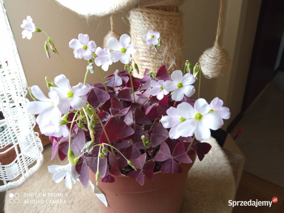 Oxalisy stale kwitnące Białystok