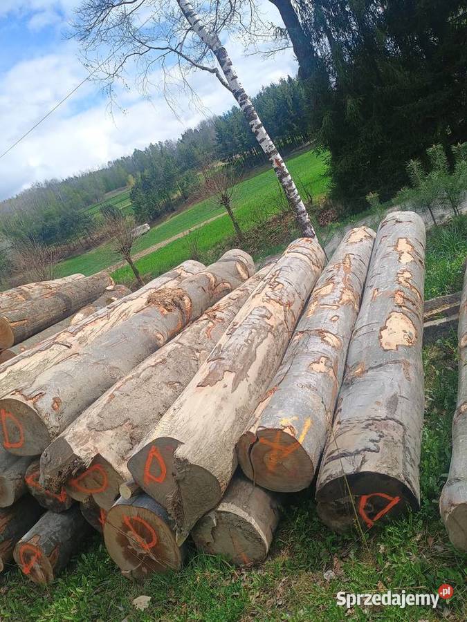 Buk tartaczny średnice 40 w 4m klockach Zakliczyn
