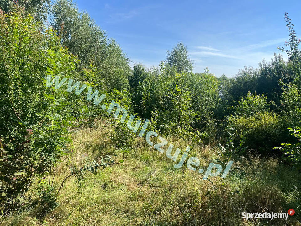 Karczowanie Mulczowanie wgłębne Kraków Karczowanie i usuwanie drzew małopolskie