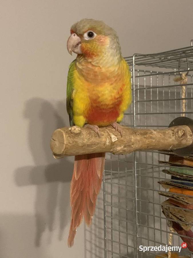 Rudosterka pomorskie Gdańsk