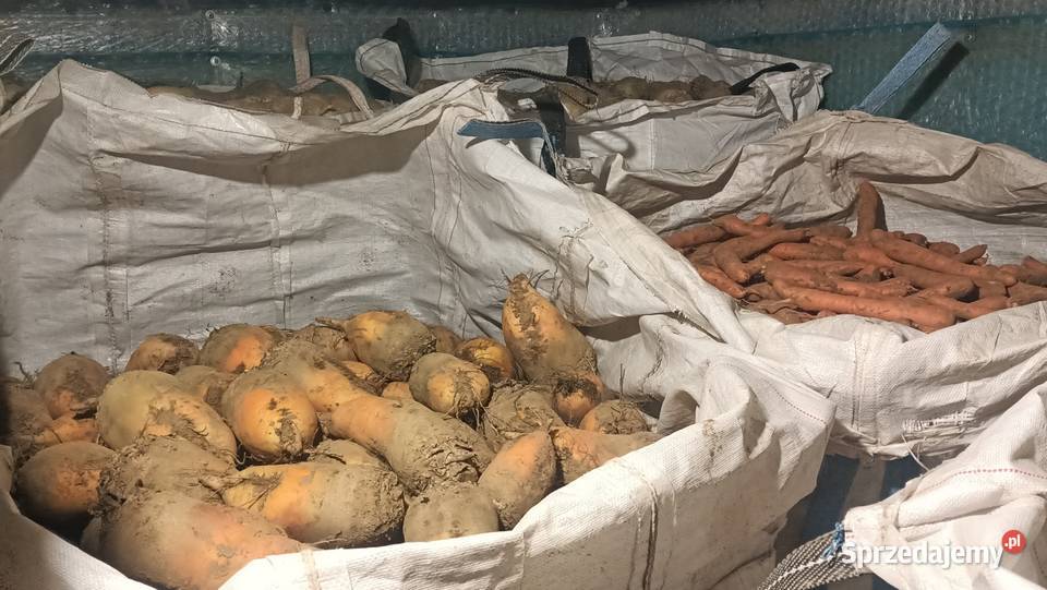 Ładny Burak pastewny biały i żółty Charsznica