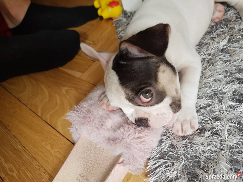 Buldog francuski suczka małopolskie