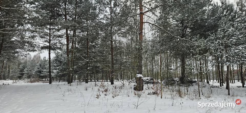 Działka bud 2900 M2 Łukawska Wola WZ ZADRZEWIONA sprzedam