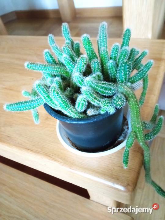 Piękne syngonium 10 i nie Białystok