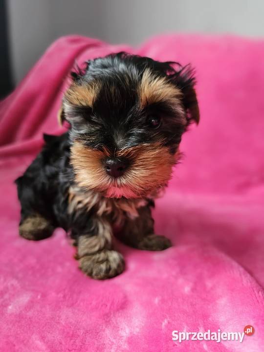 Dziewczynka Yorkshire Terrier Wyprawka Chip Częstochowa