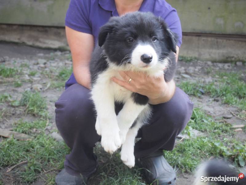 Szczeniaki rasy Border Collie Wiatowice