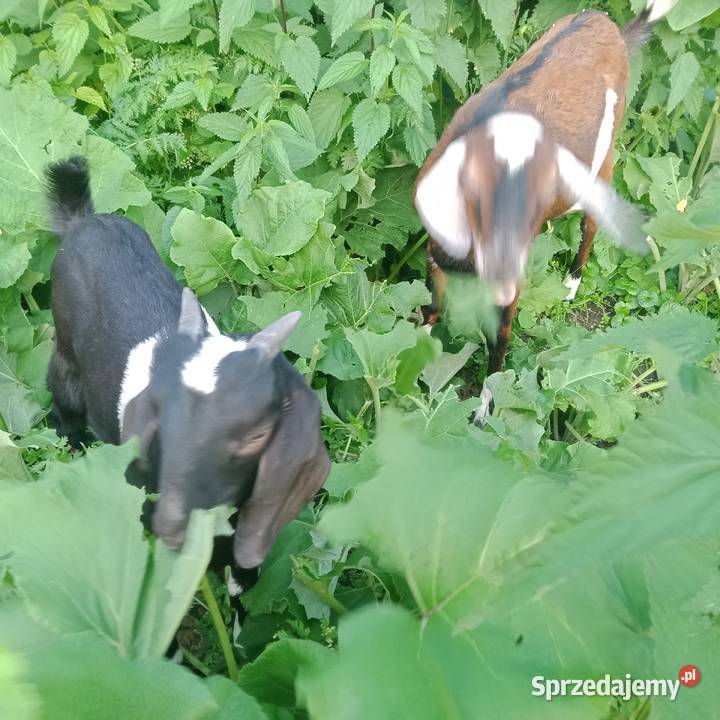 Sprzedam Koziołki i Kozy Anglonubijskie Zwoleń