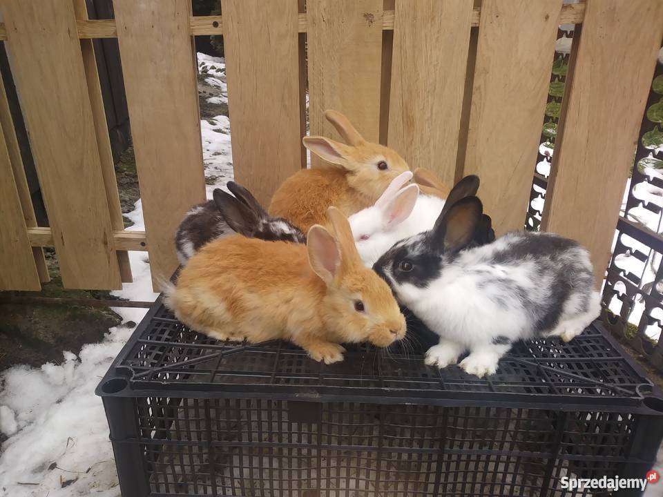 Młode króliki rasy mieszańce