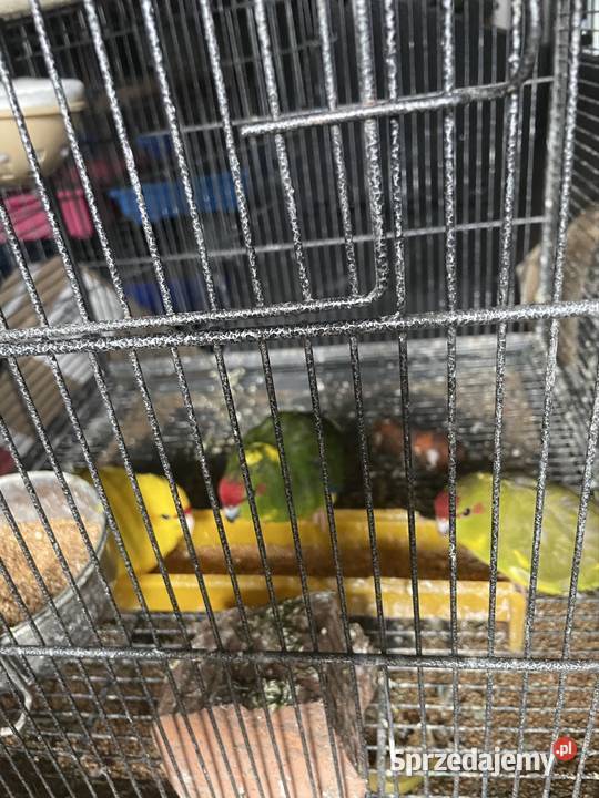 Papugi nimfy i faliste Dargiń sprzedam