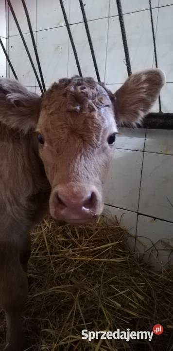 Byczki i cieliczka Rolnictwo podkarpackie