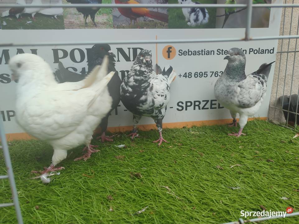 Gołębie King Kingi Ptaki dolnośląskie Strzegom