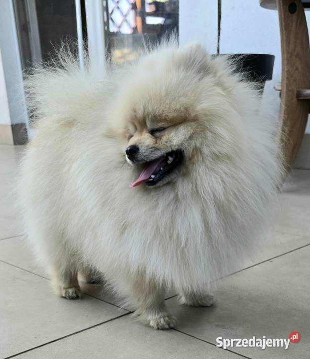 Pomeranian szpic miniaturowy zkwp FCI Piątkowisko sprzedam