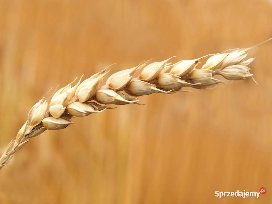 Pszenica Łączany sprzedam