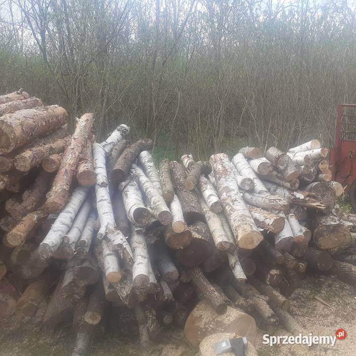 Drewno Sosna czeremcha akacja Lubin