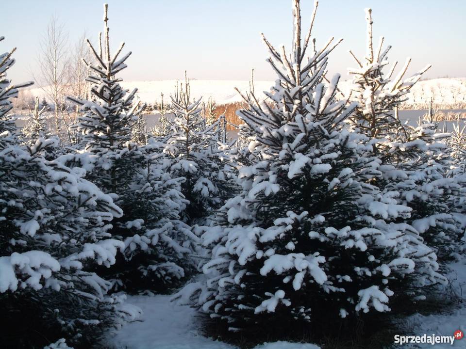 Choinki jodła i świerk tanio producent choinka
