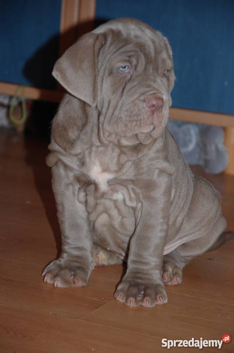 MASTIF NEAPOLITAŃSKI mastino napoletano Psy Ełk