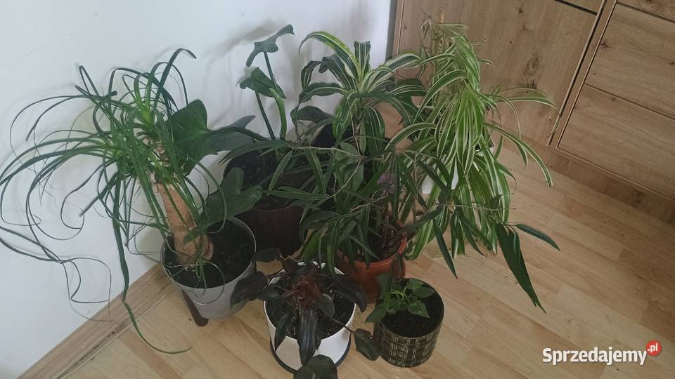 Rośliny doniczkowe wszystkie doniczki sprzedam