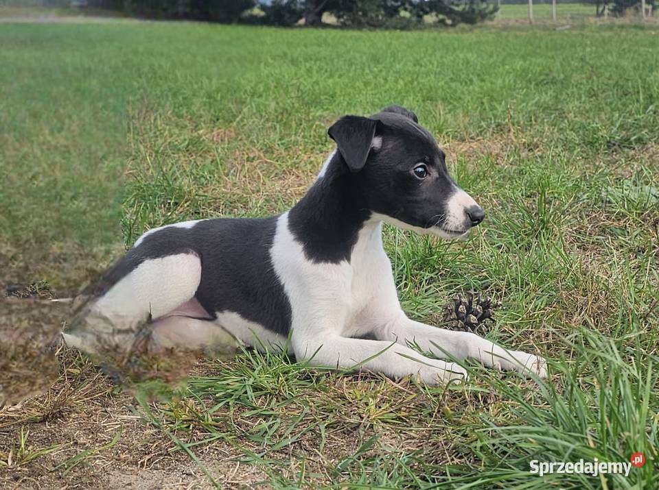 Chart Angielski Whippet FCI gotowe do odbioru