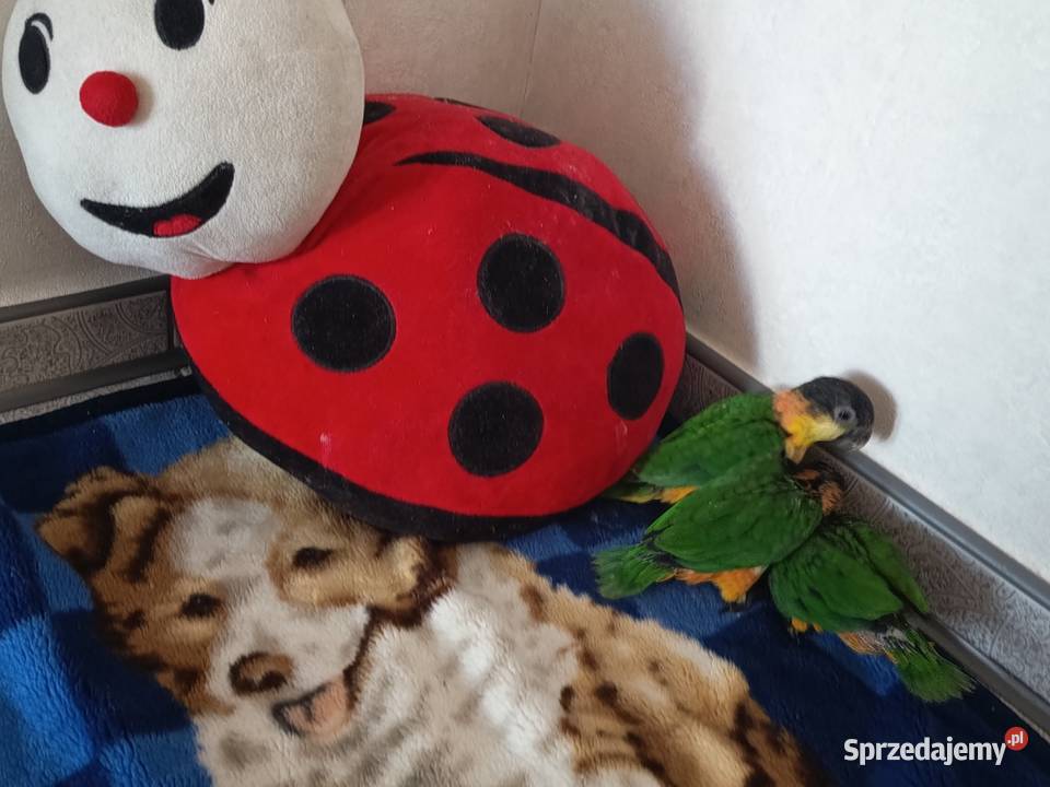 Barwinki czarnogłowe ręcznie karmione super śląskie sprzedam