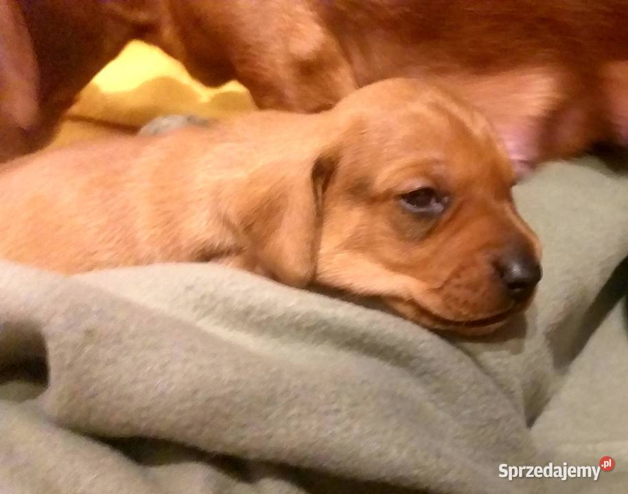 Jamnik krótkowłosy standardowy Jamnik Smarglin