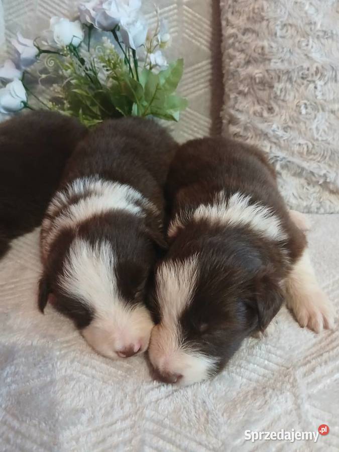 Border collie czekoladowo białe Toruń